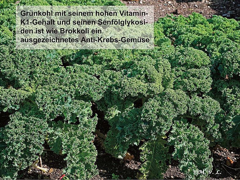 Grünkohl mit seinem hohen Vitamin-K1-Gehalt und seinen Senfölglykosiden ist wie Brokkoli ein ausgezeichnetes Anti-Krebs-Gemüse.