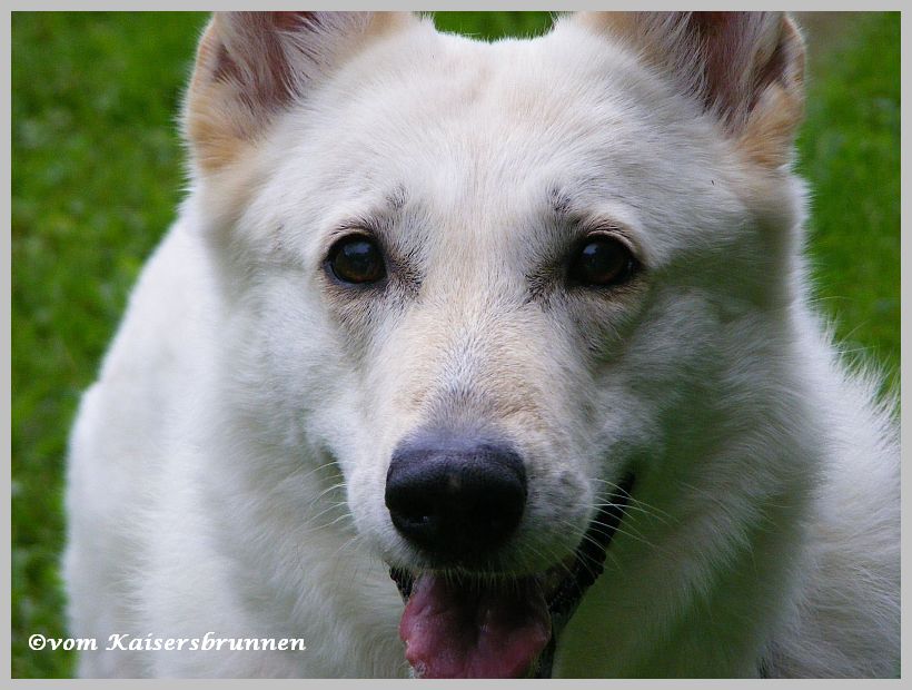 Weiße Schäferhunde vom Kaisersbrunnen