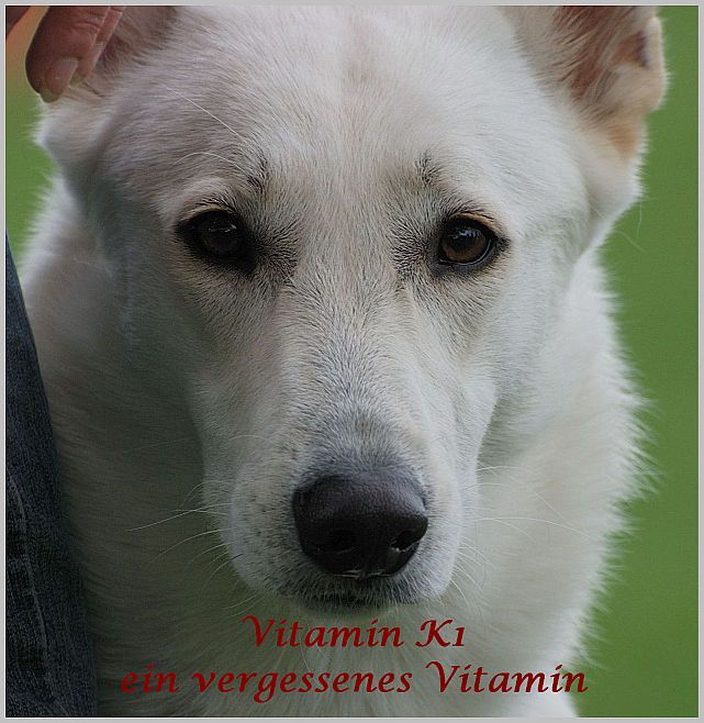 Vitamin K1 - Weißer Schäferhund