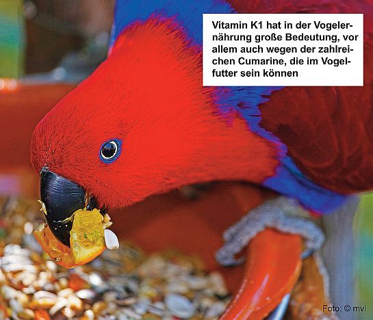 Vitamin K1 - Vogelernährung - Cumarine - Vogelfutter
